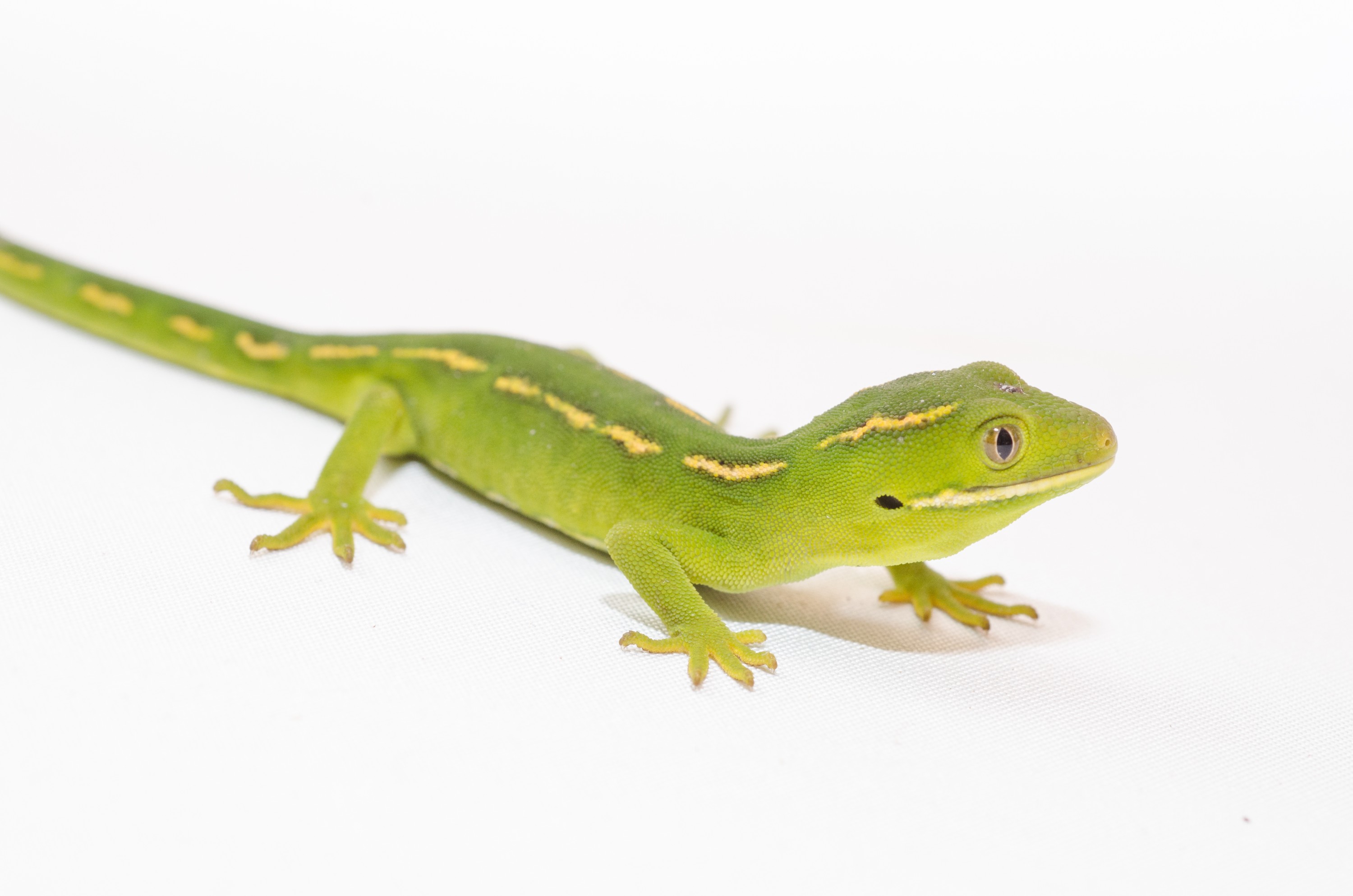 DSC_2771 – auckland, green, gecko, naultinus, elegans, elegans, home, lizard, irene, reptiles, amphibians, rare, cold, blood, new, new zealand, zealand, nz, northland, kaiatea road